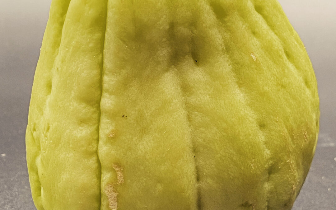 christophine-legume-courge-verte-reunion-guadeloupe-la-maniguette-lamaniguette-restaurant-lamadeleine-lille